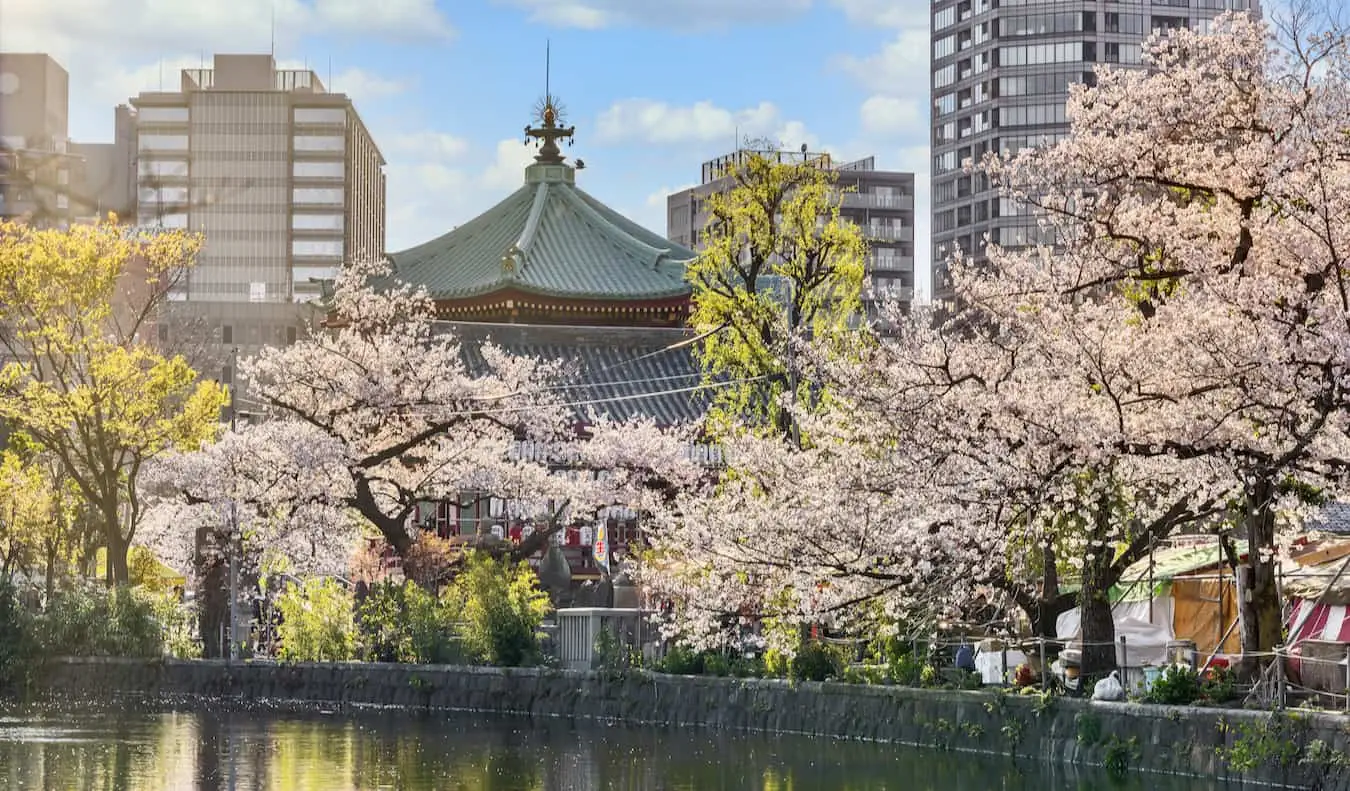 Kirsebærblomster med utsikt over en innsjø i Ueno Park er solfylte Tokyo, Japan