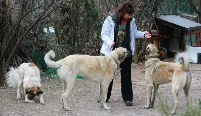 Dalene z trzema z czterech psów na wiejskich terenach Turcji, siedząc w domu