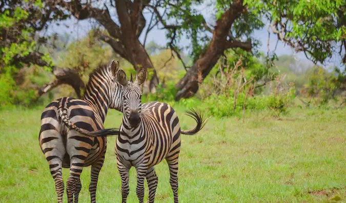 hai con ngựa vằn ở Rwanda