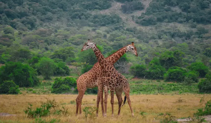 dalawang giraffe na nakatayo sa leeg at leeg sa Rwanda