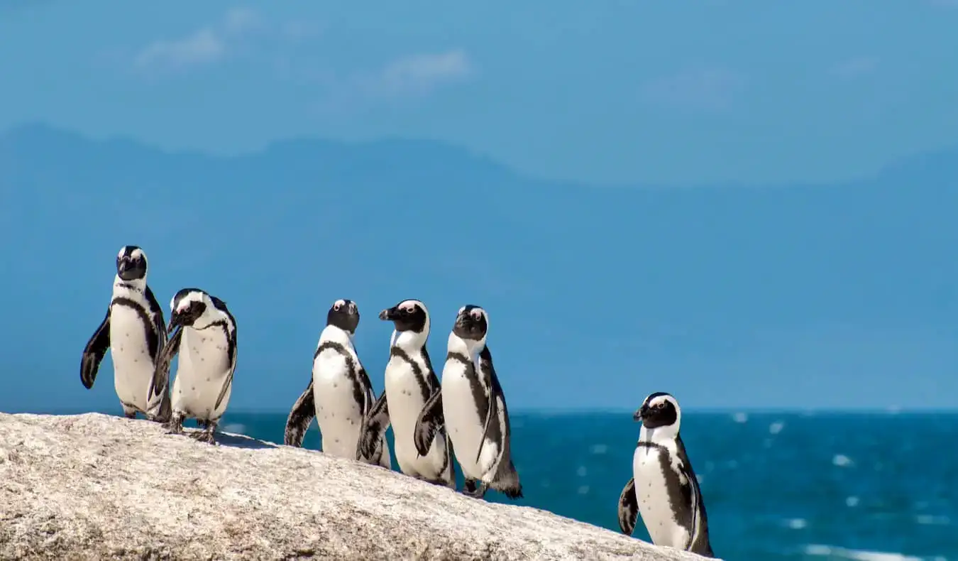 Pingvinek pihennek a Boulder Beachen Fokváros közelében, Dél-Afrika