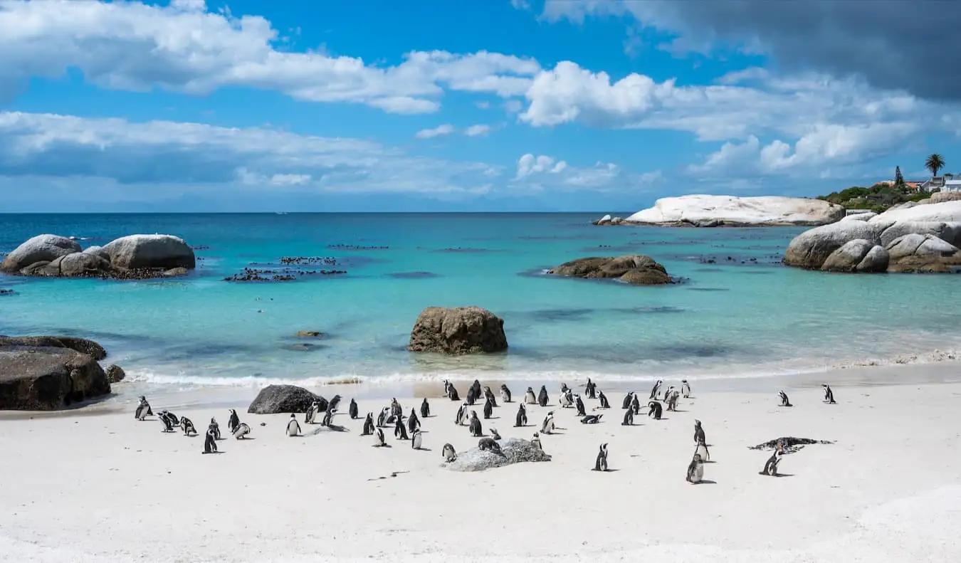 Güneşli Cape Town, Güney Afrika'daki Boulder Plajı'ndaki ünlü penguenler