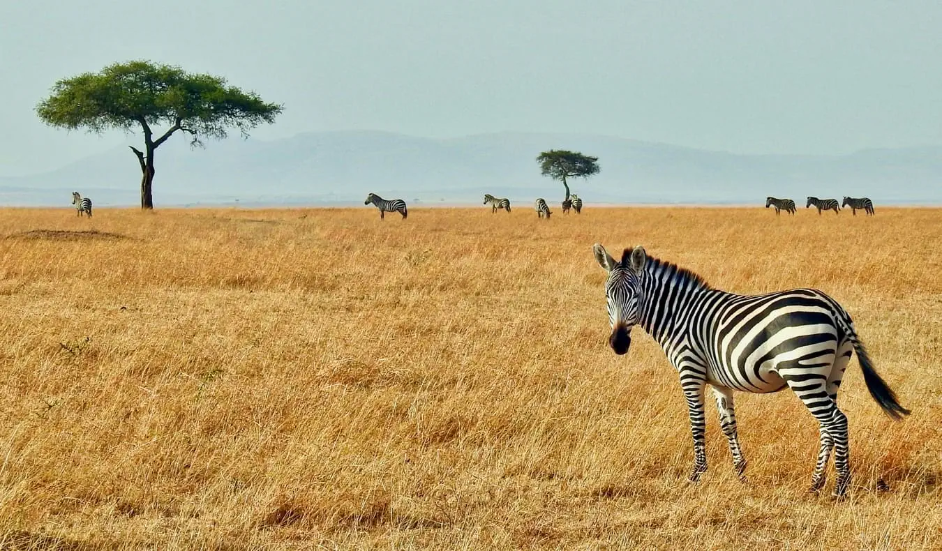 Zebra di dataran Masaai Mara di Kenya, Afrika