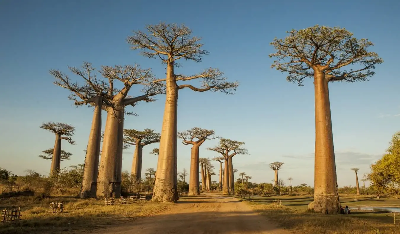 Madagaskar'da büyük baobab ağaçlarının bulunduğu geniş bir cadde