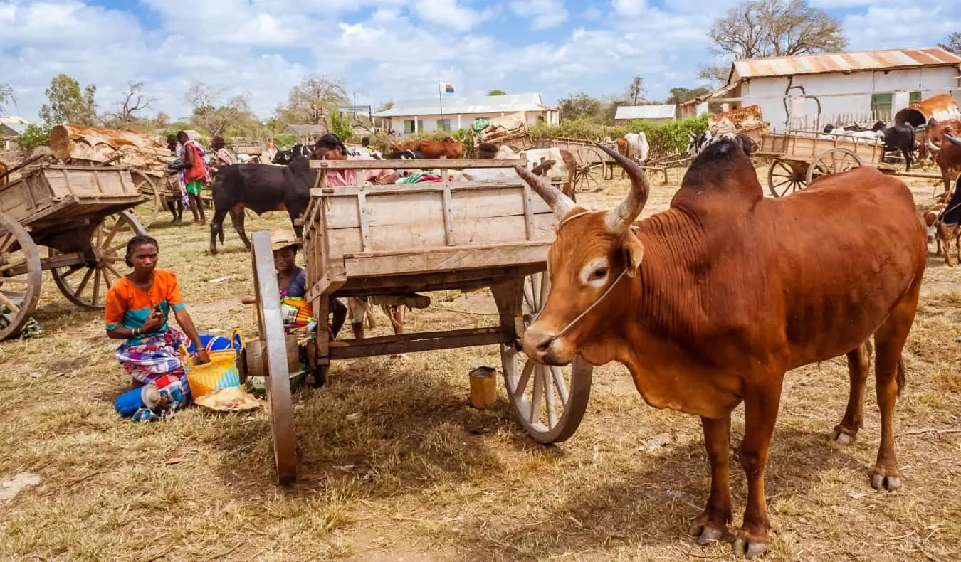 Krowa zebu na rynku obok drewnianego wózka na Madagaskarze