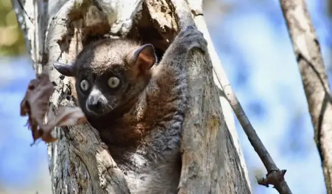 Seekor lemur coklat bersembunyi di lubang pohon di hutan Madagaskar