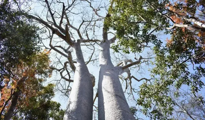 Kaksi massiivista baobab-puuta vierekkäin Madagaskarilla