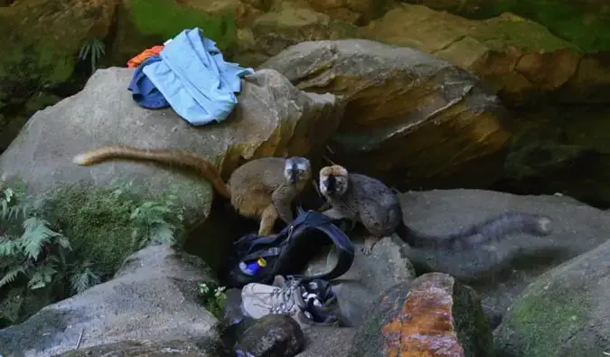 Dalawang lemur ang nagnanakaw ng aking mga gamit mula sa aking backpack sa gubat ng Madagascar