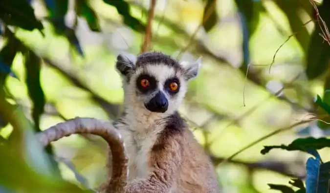 Pieni ruskea ja harmaa lemur puussa