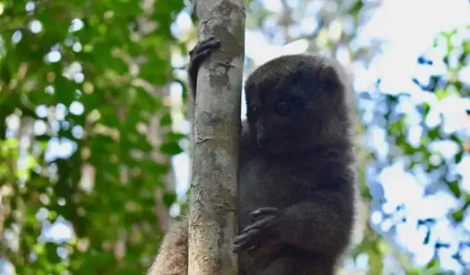 Seekor lemur coklat bersembunyi di hutan, berpegangan pada pohon