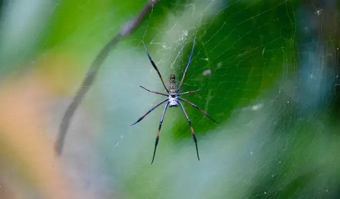 Seekor laba-laba besar di jaring di hutan Madagaskar