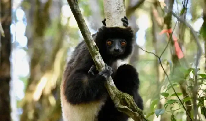 Liels lemūrs kokā, skatās kamerā Madagaskarā