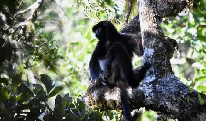 En svart lemur i et tre som setter seg ned og ser ut over skogen