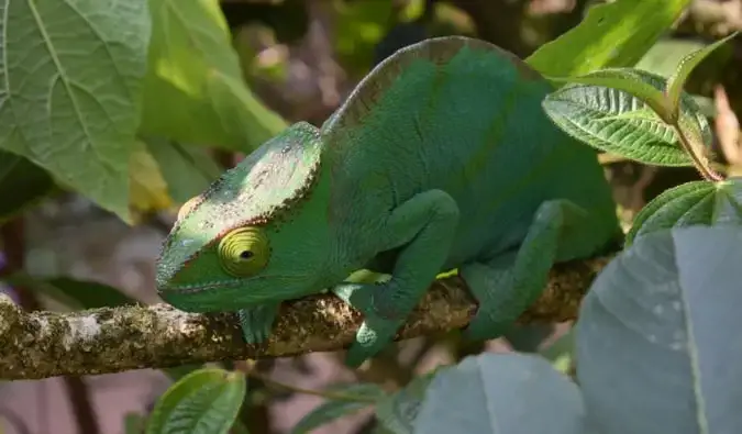 Egy nagy gyík pihen a napsütésben Madagaszkár dzsungelében