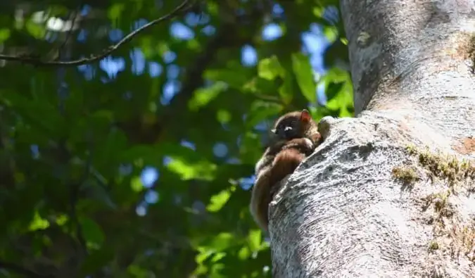 Malý lemur se schovává na stromě na Madagaskaru