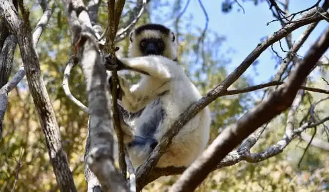 Isang malaking puting lemur sa isang puno sa Madagascar