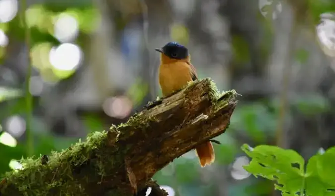 Seekor burung kecil berwarna biru dan kuning di Madagaskar, duduk di dahan