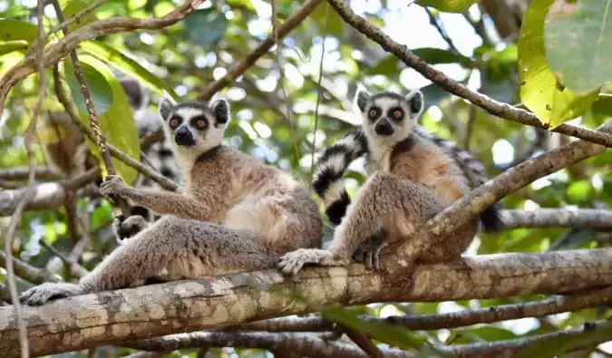 Dalawang kulay abong lemur na nakaupo sa isang puno sa Madagascar