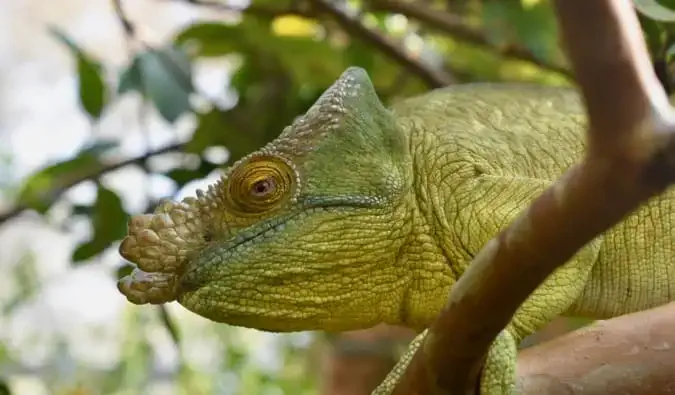 Egy nagy zöld gyík Madagaszkár dzsungelében