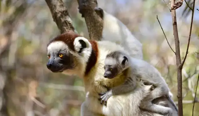 Seekor lemur dan bayinya sedang beristirahat di pohon bersama