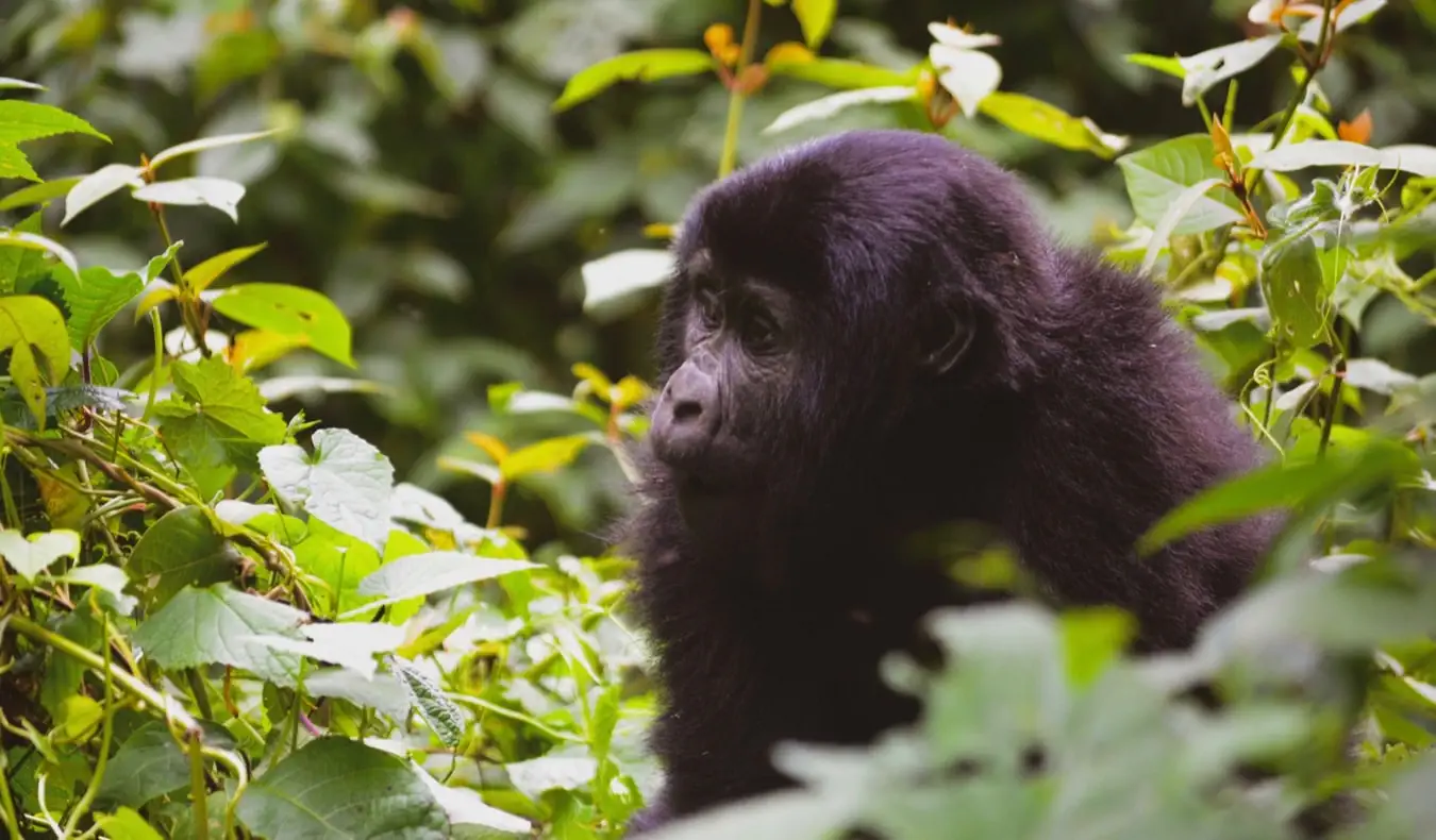 Seekor bayi gorila di hutan Uganda