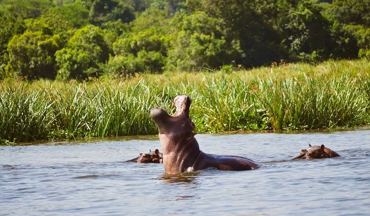 Nijlpaard in het water