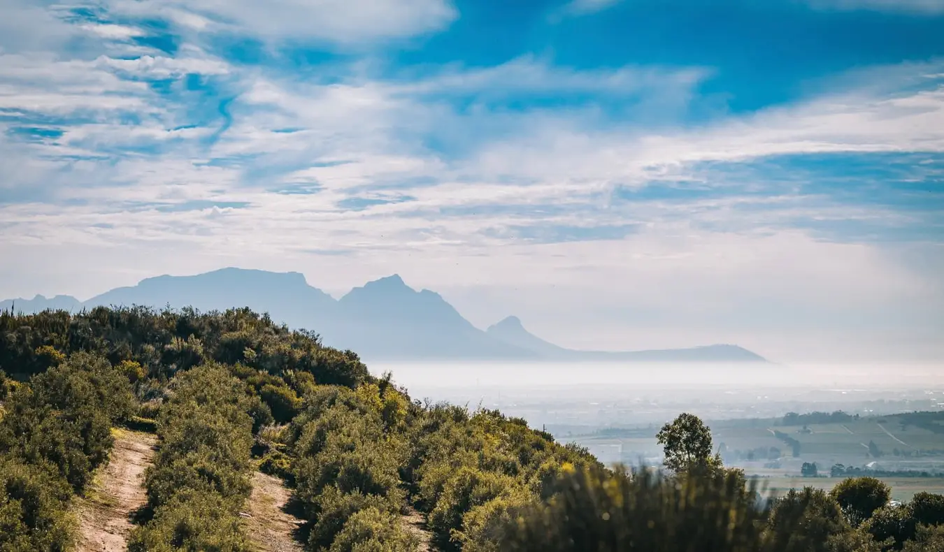 Ein üppig grüner Weinberg in Stellenbosch, Kapstadt, Südafrika