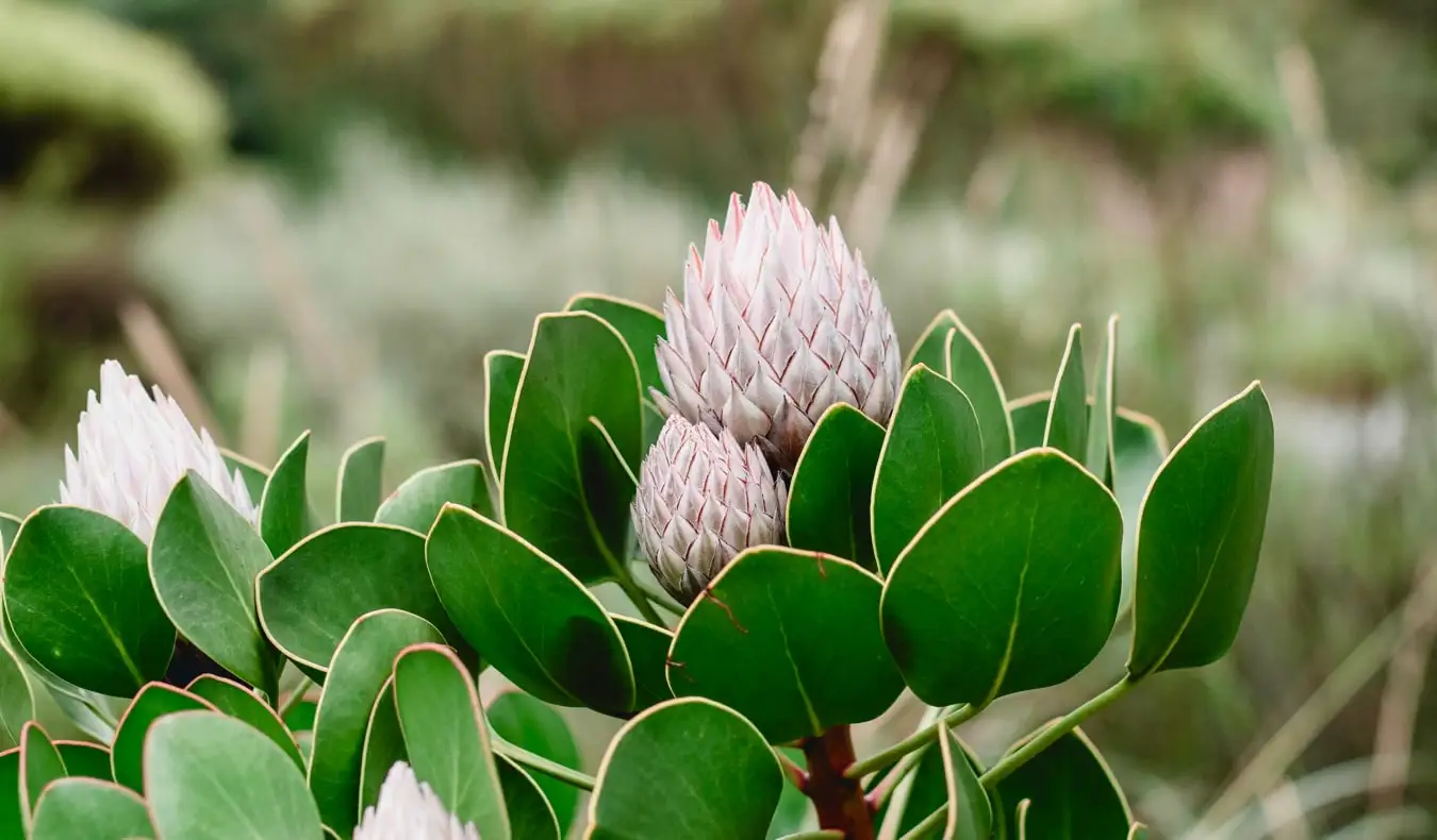 Spalvingas, egzotiškas augalas istoriniuose Kirstenbosch soduose Keiptaune, Pietų Afrikoje