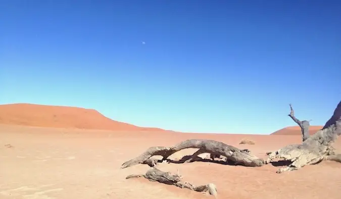 Mrtvo drevo, ki leži v puščavi Namibije v Afriki