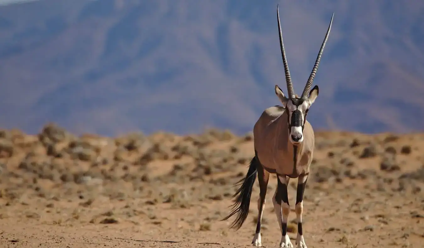 ナミビアの砂漠の野生動物