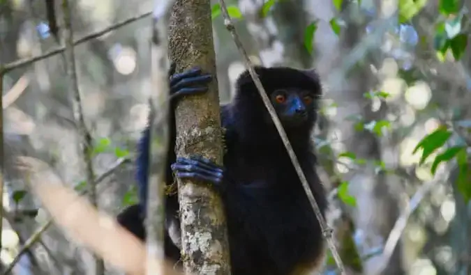 Majhen črni lemur, ki visi z drevesa v nacionalnem parku Ranomafana na Madagaskarju