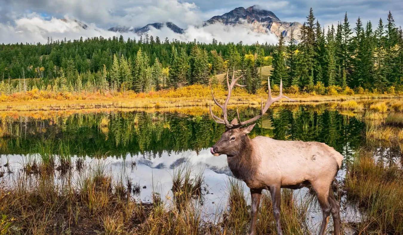 Der riesige Elch steht in der Nähe eines kleinen Sees in Alberta, Kanada, in der Nähe von Jasper