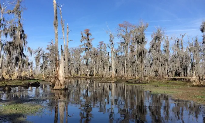 Träsket och träden i bayou i Louisiana