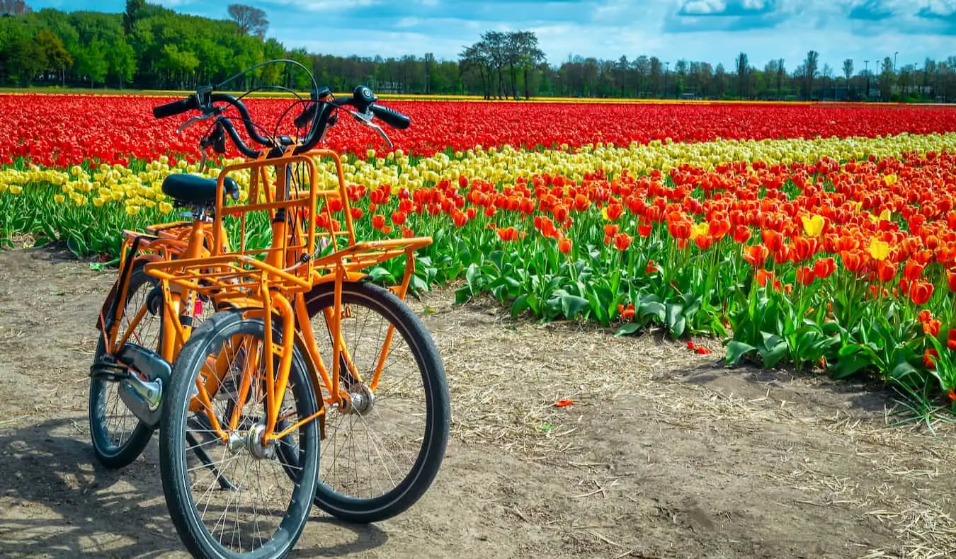 Velosipēdi Amsterdamā novietoti pie gaiša un krāsaina tulpju lauka