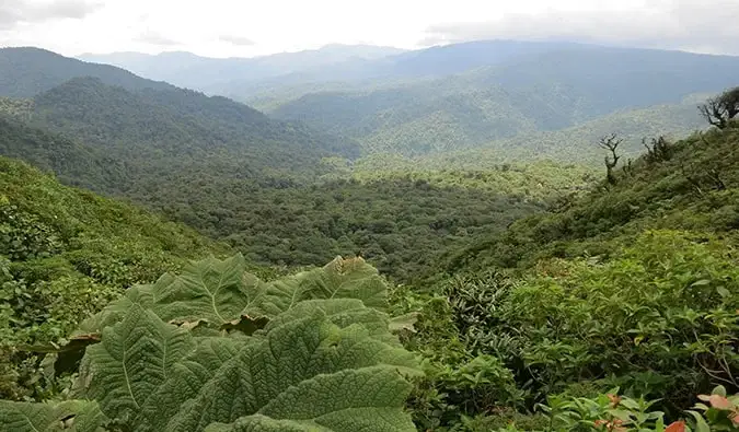 அரினல் அருகே கோஸ்டாரிகாவில் உள்ள காடு