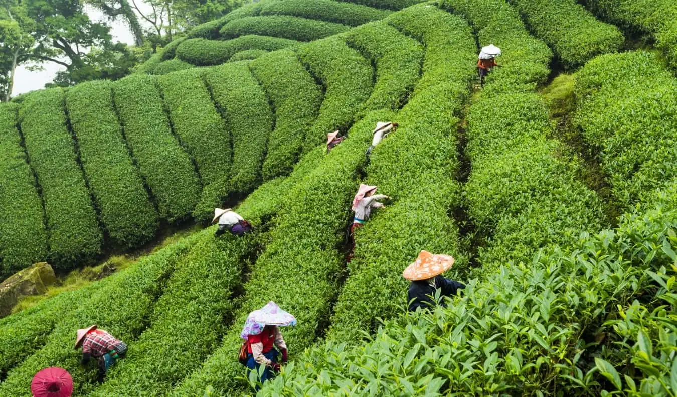 Theeplukkers aan het werk op de bergachtige theeplantages van Taiwan