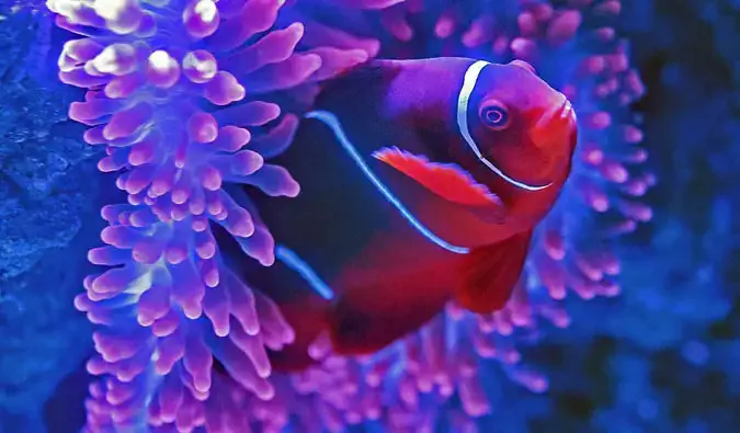 Den vakre og fargerike fisken på Great Barrier Reef i Australia