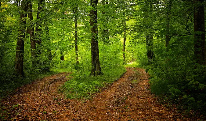 Rozwidlenie dróg w środku bujnego lasu z dwoma różnymi kierunkami