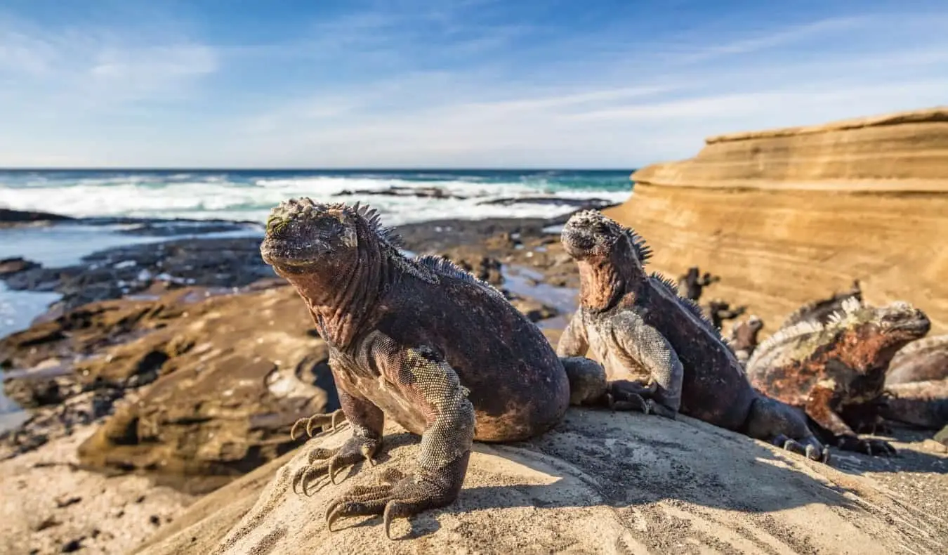 Tre stora marina leguaner som står på klipporna på Galapagosöarna i Ecuador