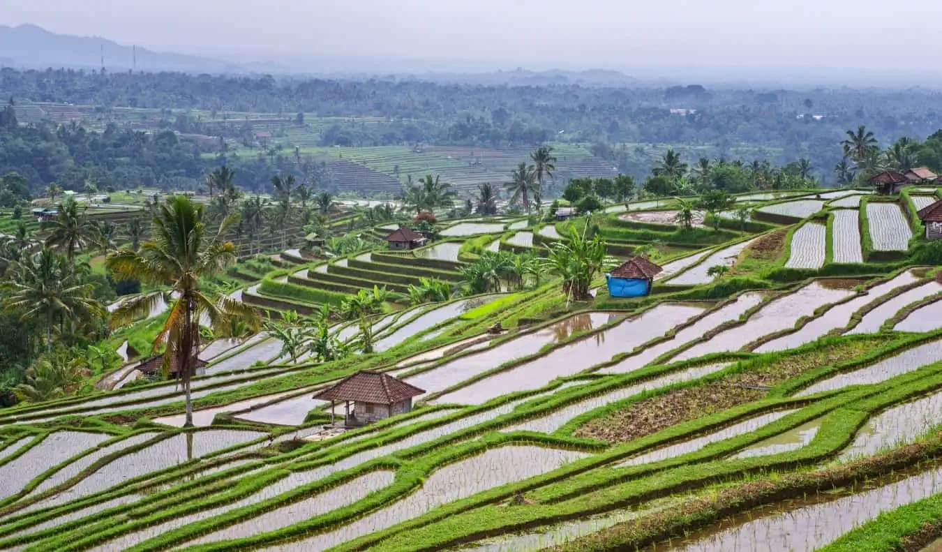 Mit Blick auf die Reisterrassen von Jatiluwih in Bali, Indonesien, an einem bewölkten Tag