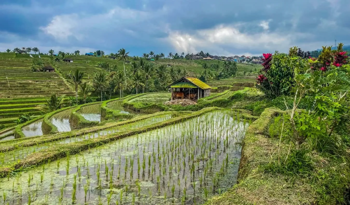 O casă cu acoperiș de paie în mijlocul teraselor luxuriante de orez Jatiluwih din Indonezia