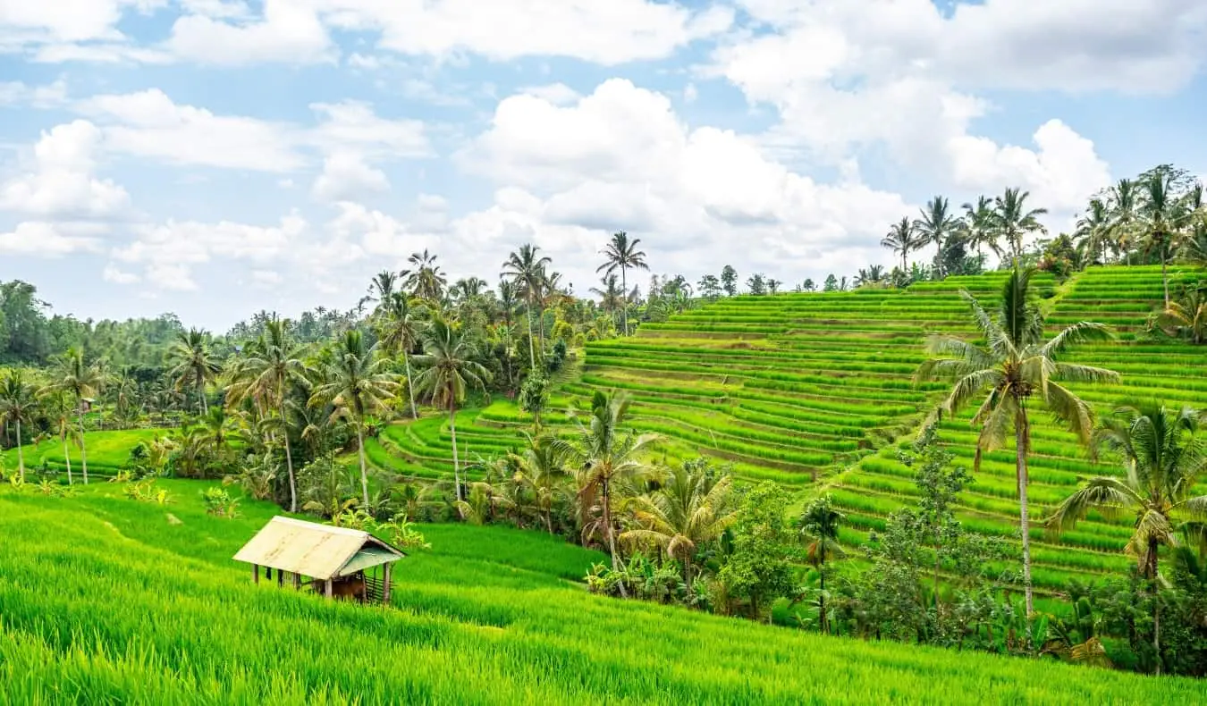 Ruộng bậc thang Jatiluwih xanh tươi ở Indonesia