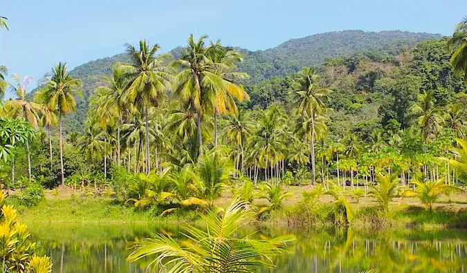 Hutan hijau dan subur di Thailand