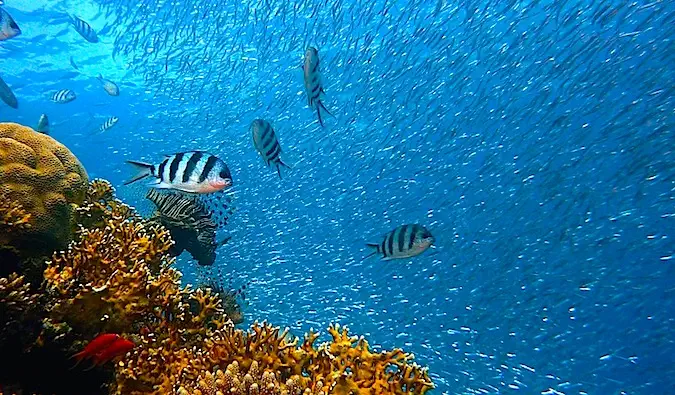 Mergulhar com peixes nas águas azuis escuras