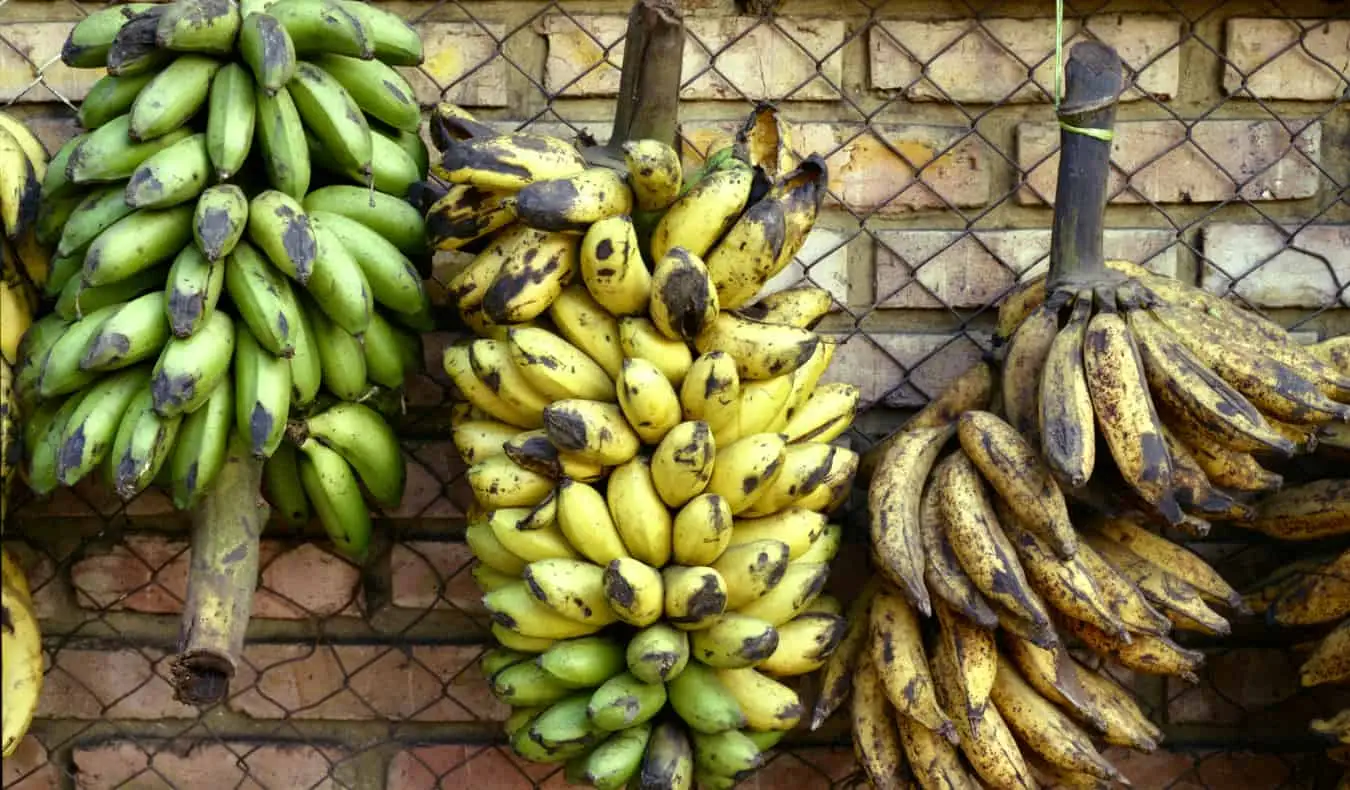 Grappoli di banane a Bogotà, in Colombia