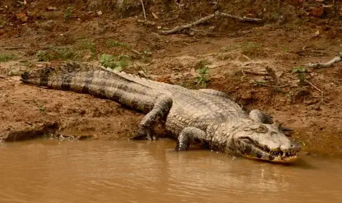 Un grande alligatore vicino all'acqua