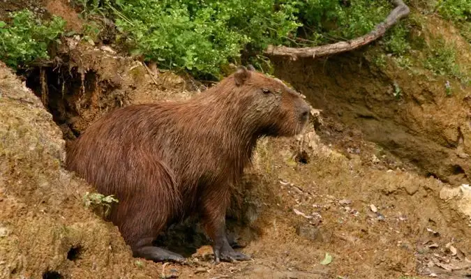 Un capibara marrone in cerca di predatori in Bolivia