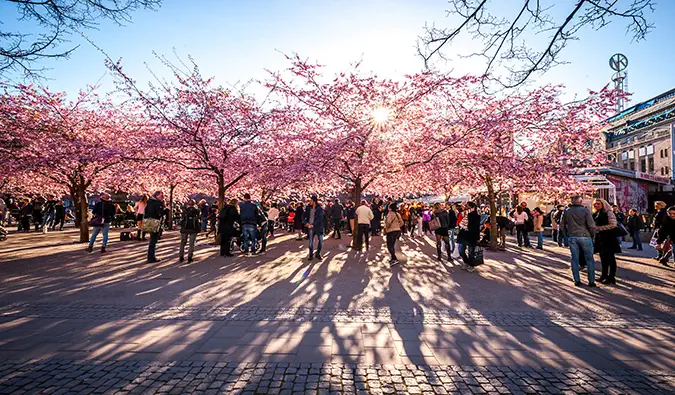 Folk som henger i nærheten av blomstrende trær i solfylte Stockholm, Sverige