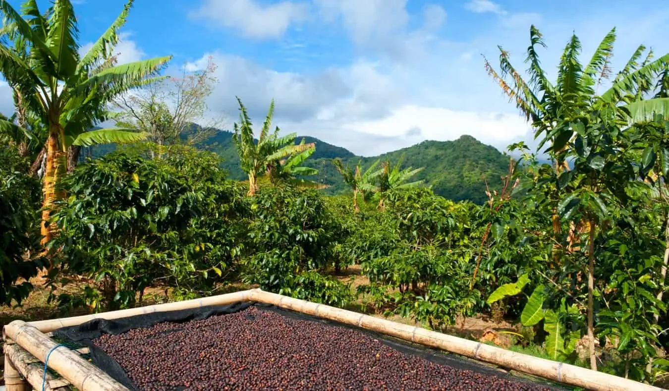 Grans de cafè assecant-se al sol en una plantació de cafè a Panamà