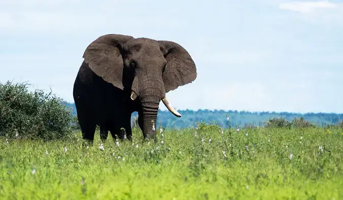 O fotografie a unui elefant dintr-un safari în Parcul Național Kruger, Africa de Sud